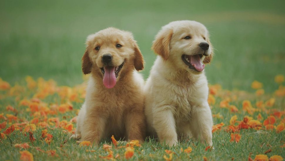 two yellow labrador retriever puppies