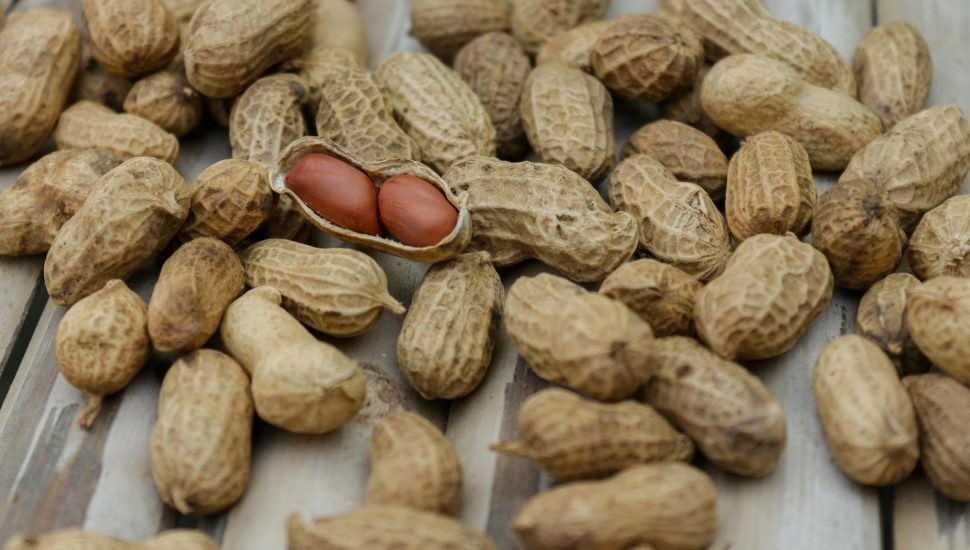 close up photo of peanuts