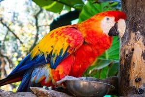 red and blue parrot