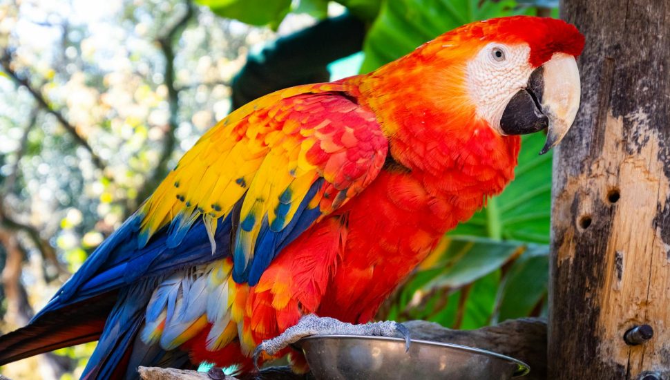 red and blue parrot