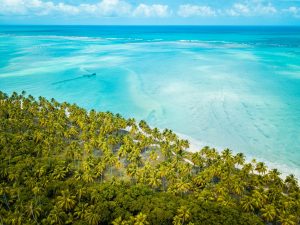 green palm trees near blue sea