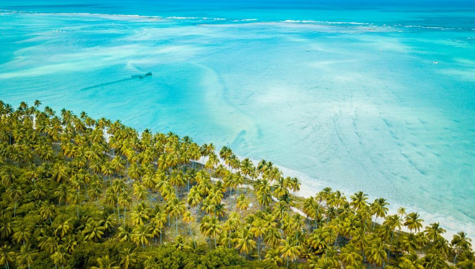 green palm trees near blue sea