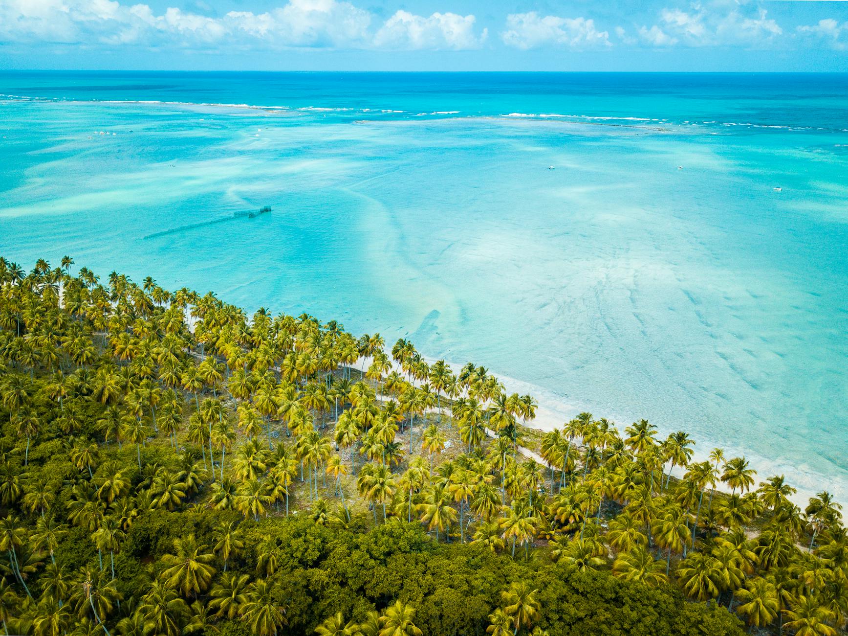 green palm trees near blue sea